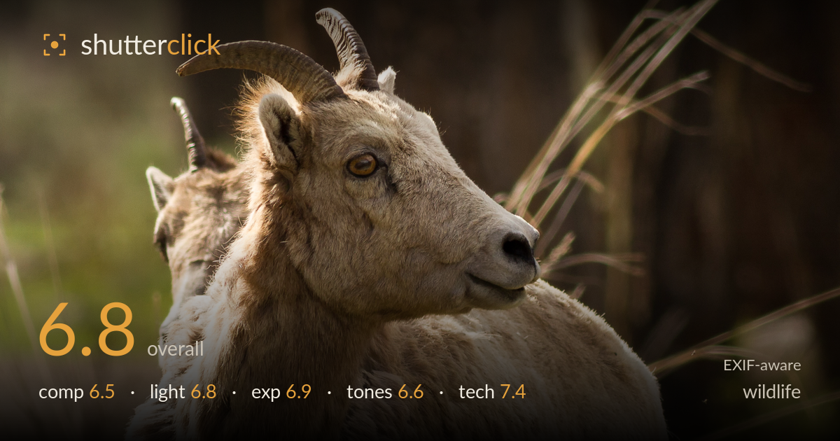 wildlife photo critique card