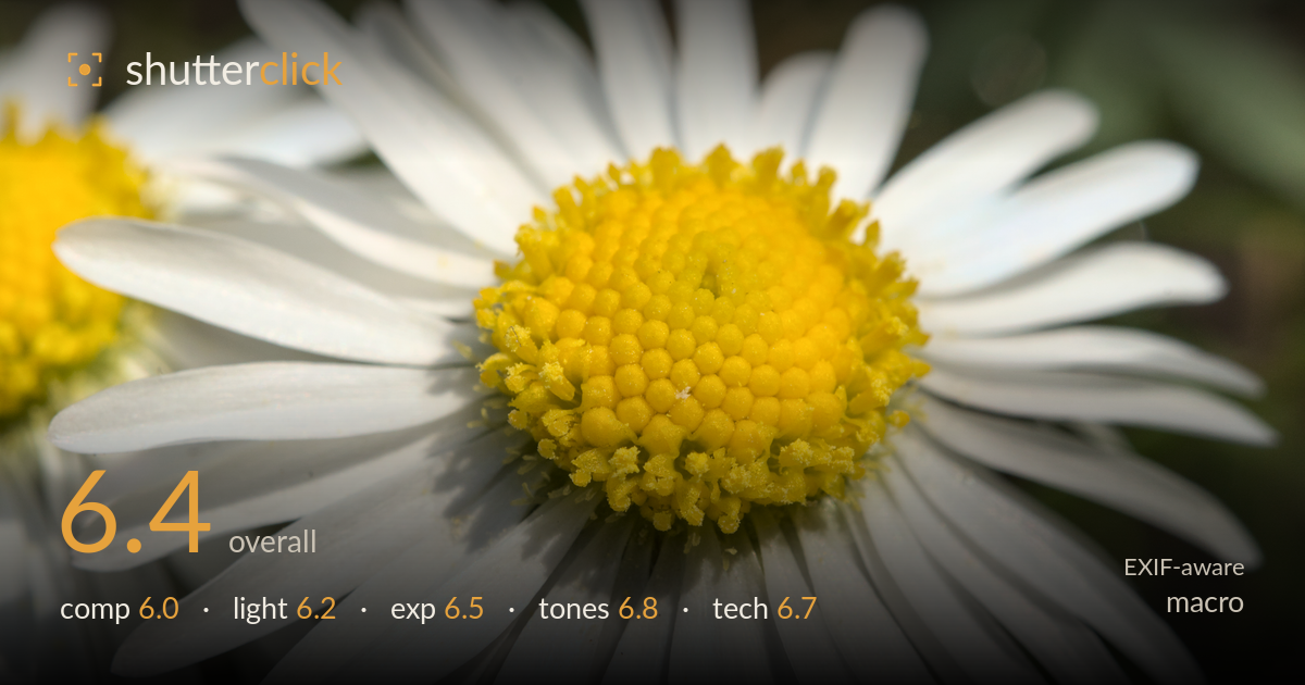 macro photo critique card
