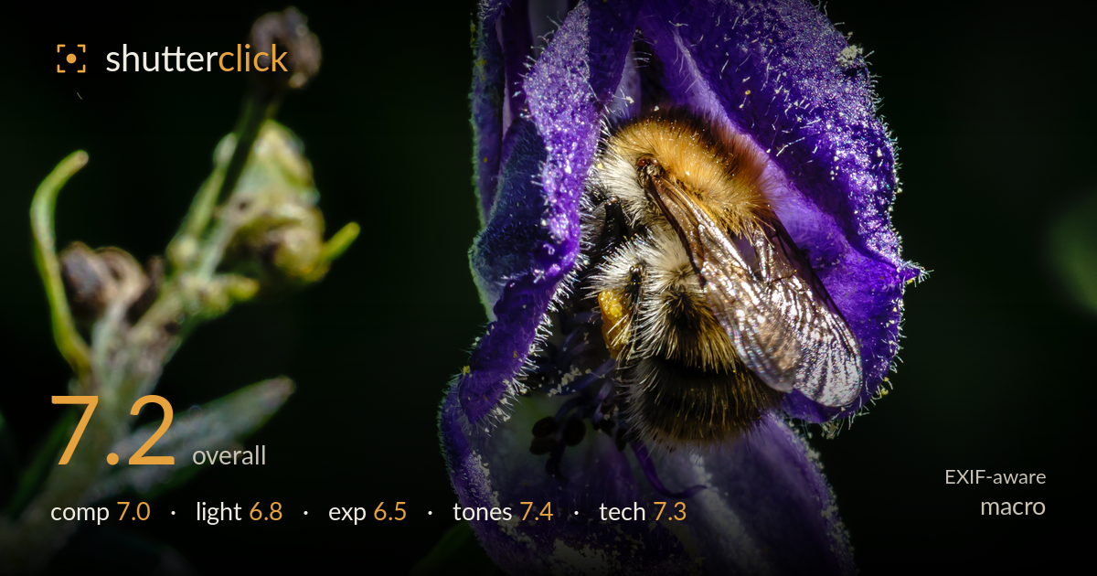 macro photo critique card