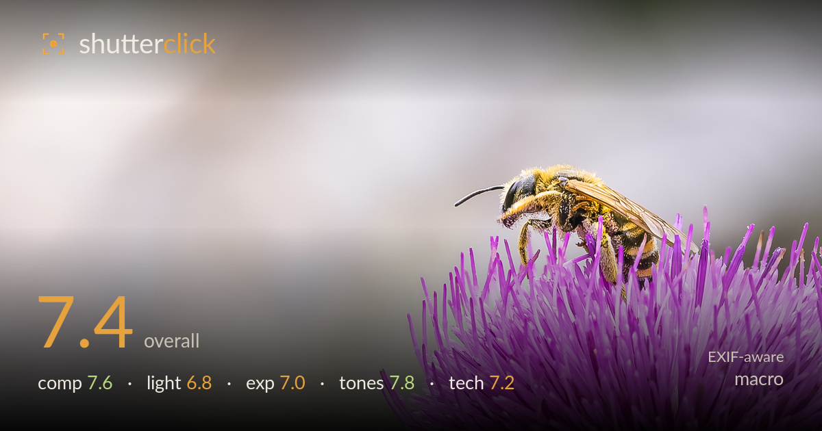 macro photo critique card