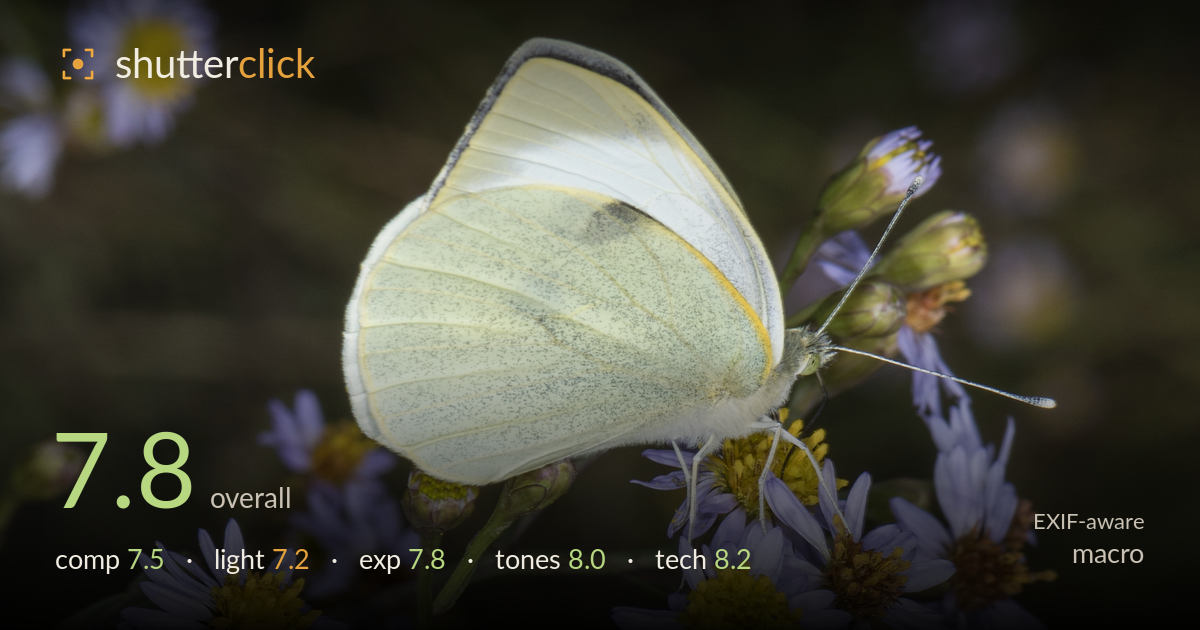 macro photo critique card