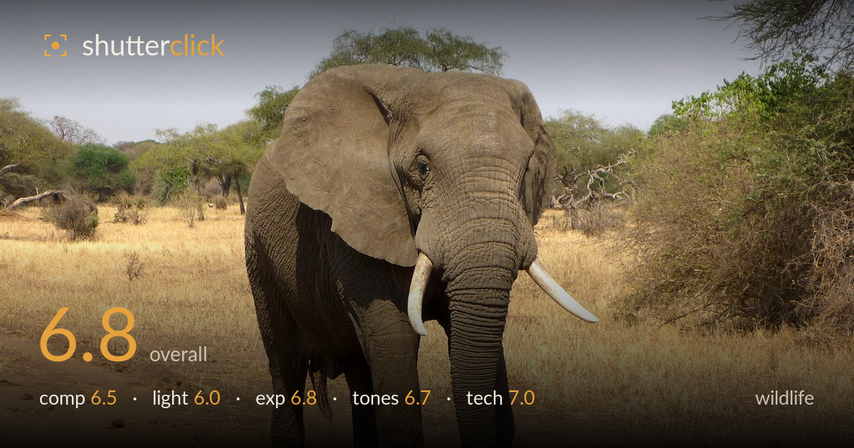 wildlife photo critique card