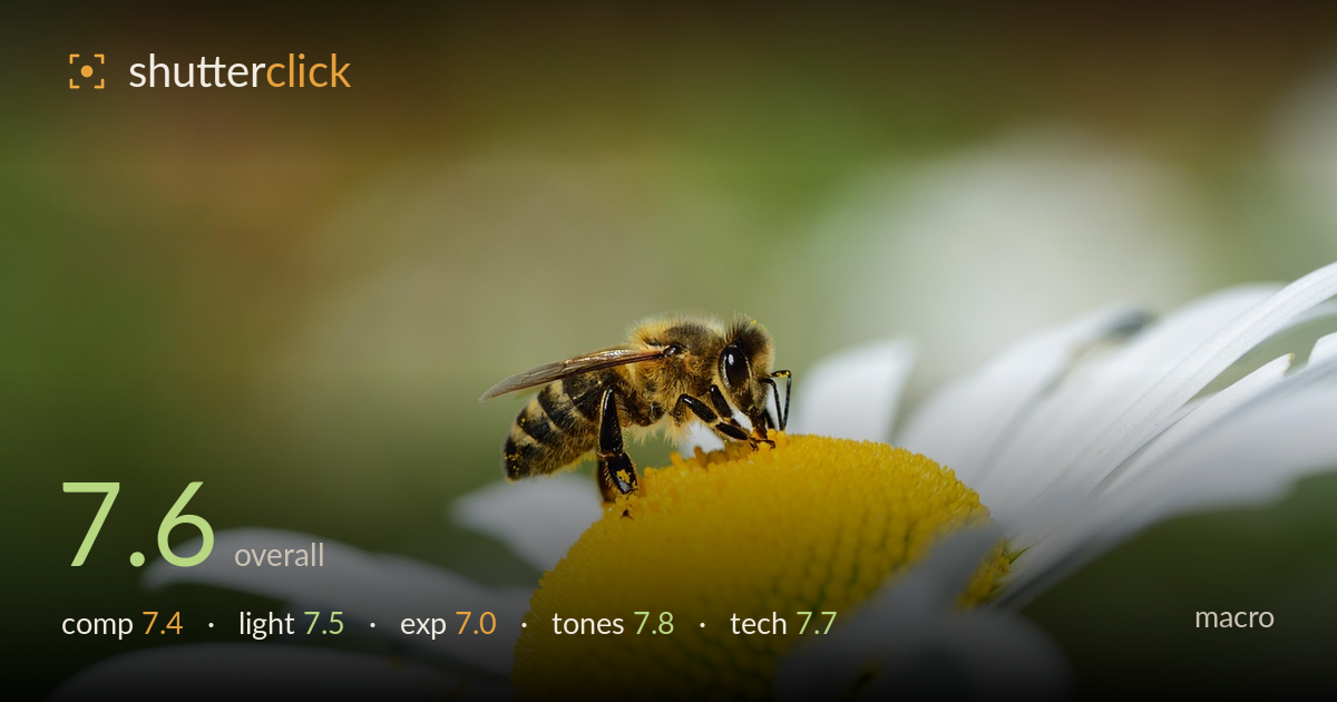 macro photo critique card