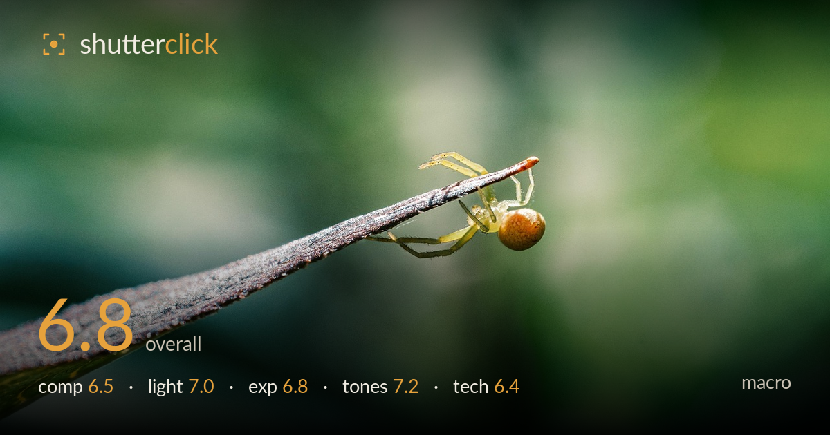macro photo critique card
