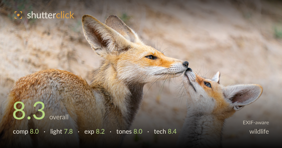 wildlife photo critique card