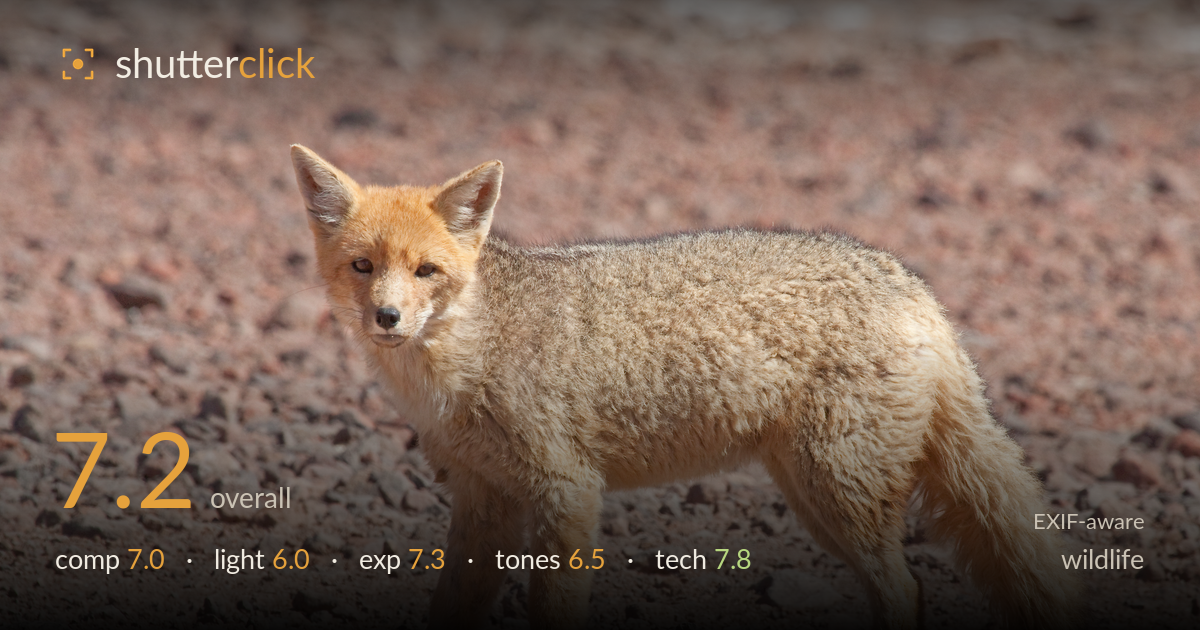 wildlife photo critique card