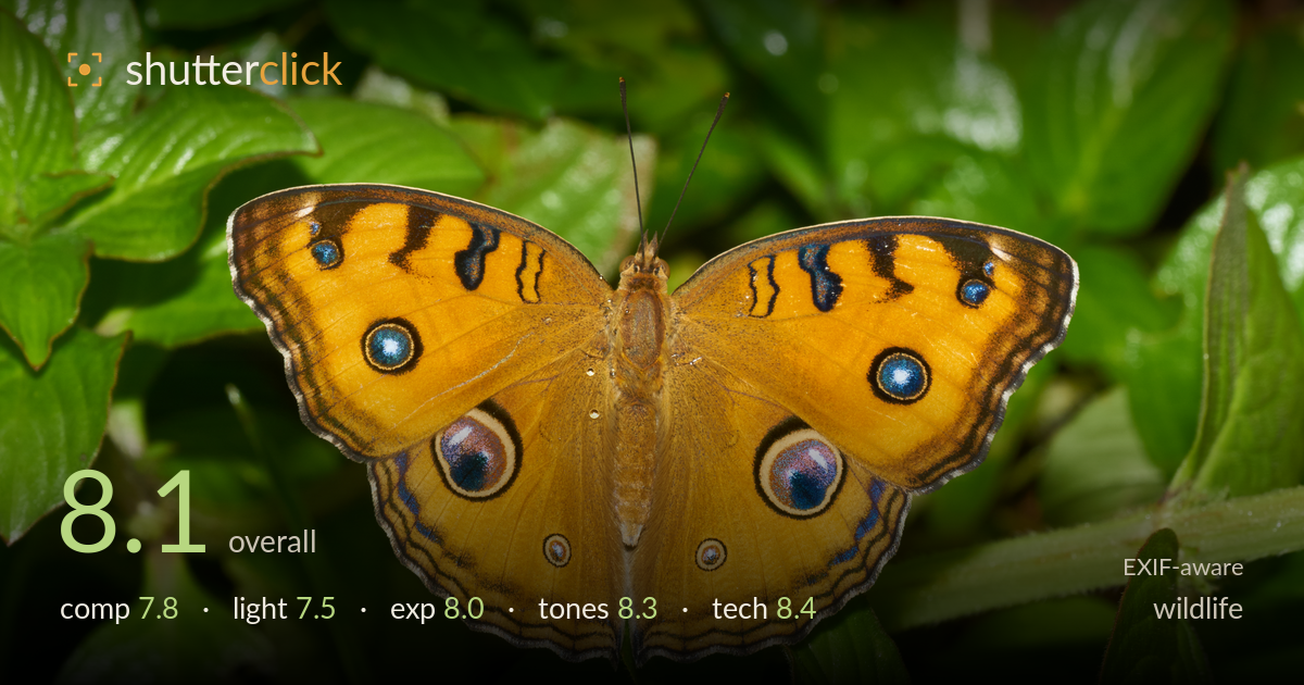 wildlife photo critique card
