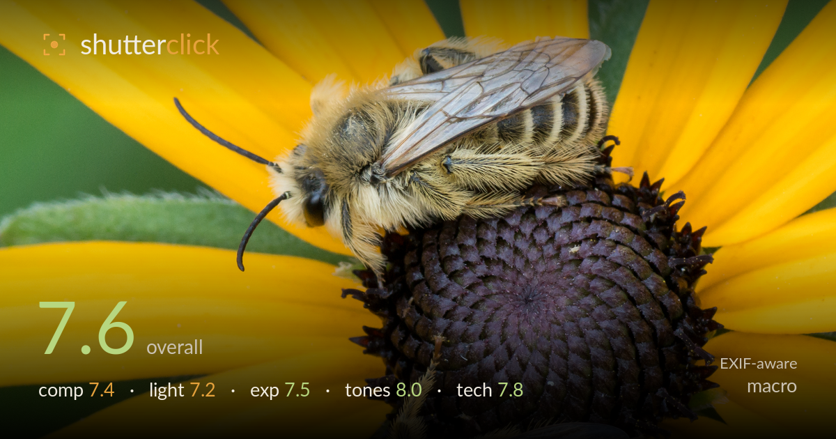 macro photo critique card