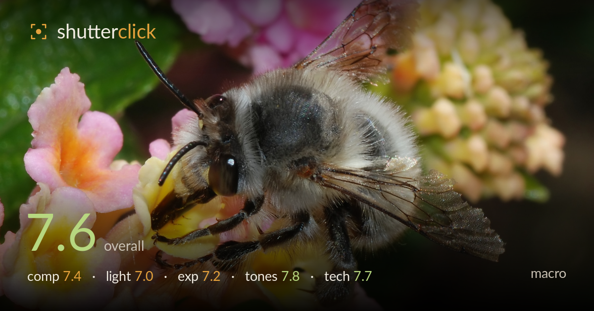 macro photo critique card