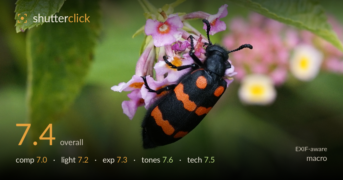 macro photo critique card