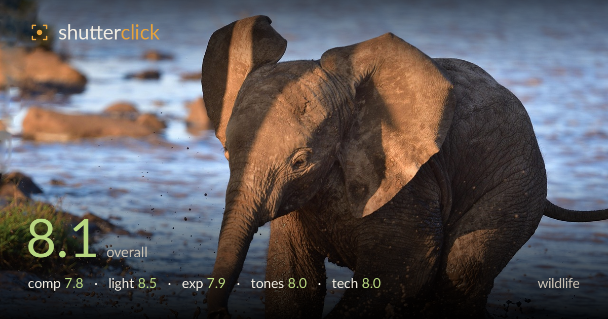 wildlife photo critique card