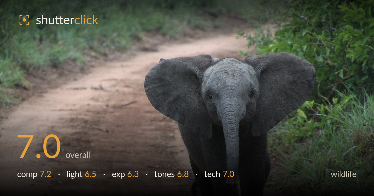 wildlife photo critique card