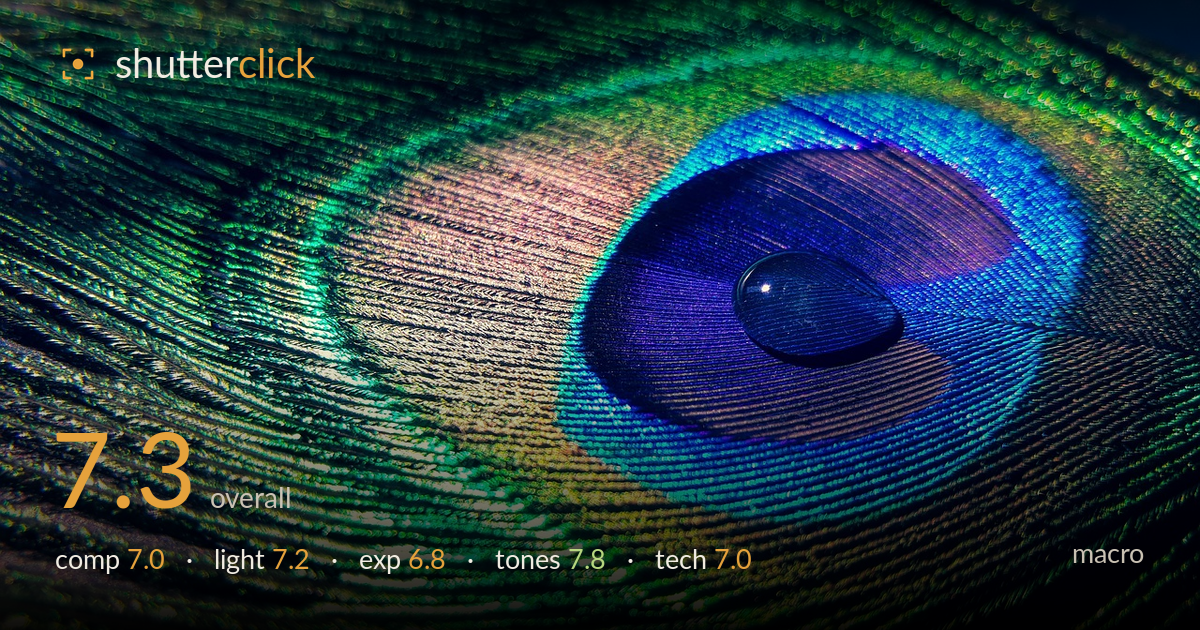 macro photo critique card