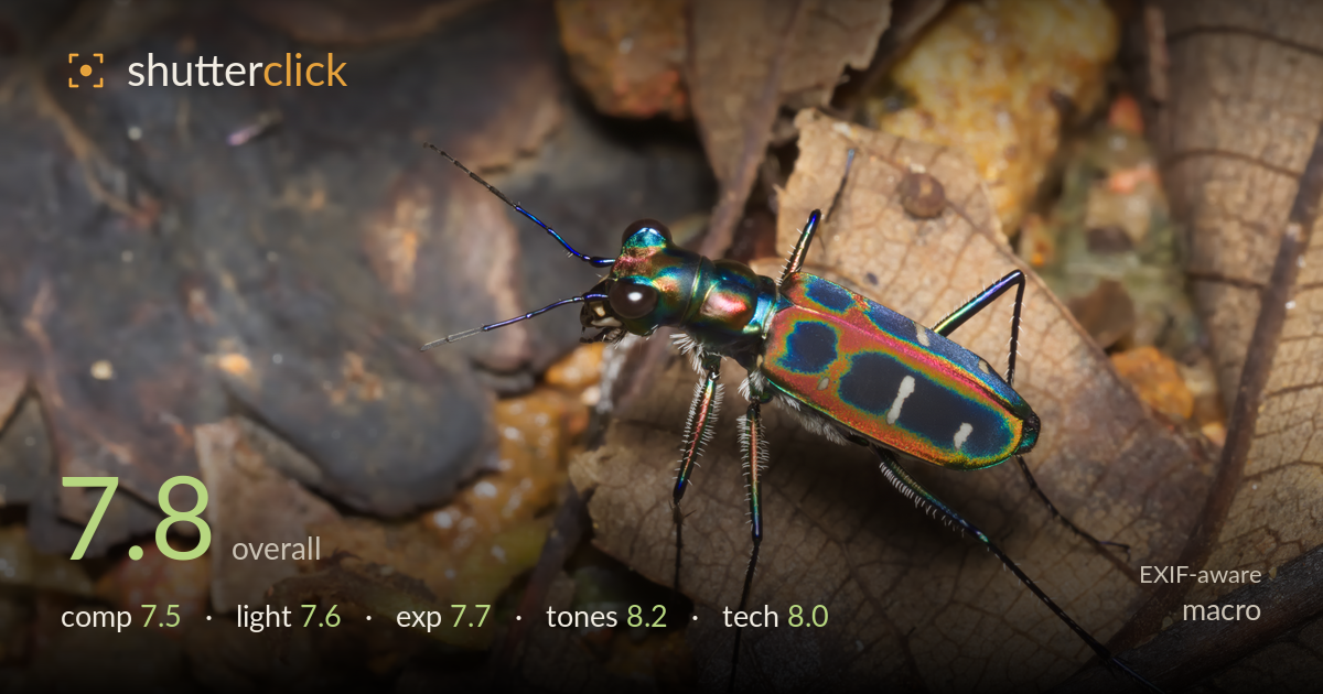 macro photo critique card