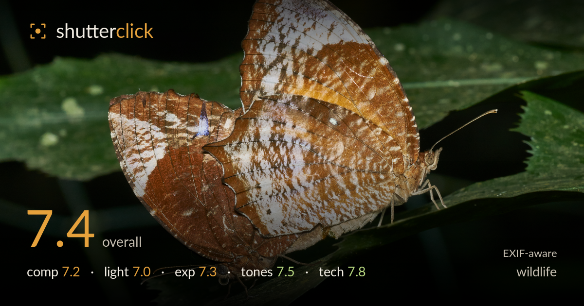 wildlife photo critique card