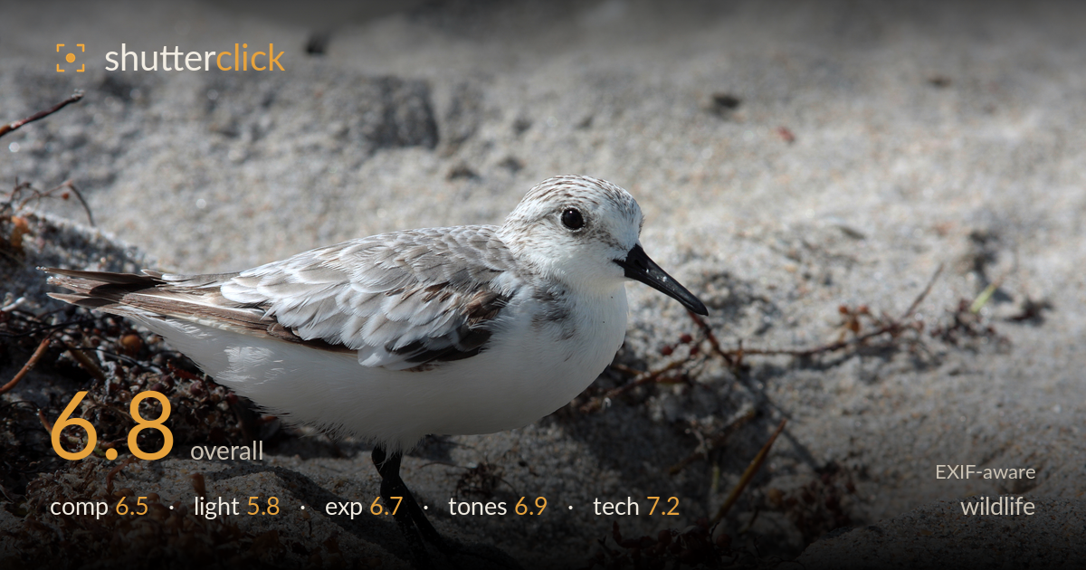 wildlife photo critique card