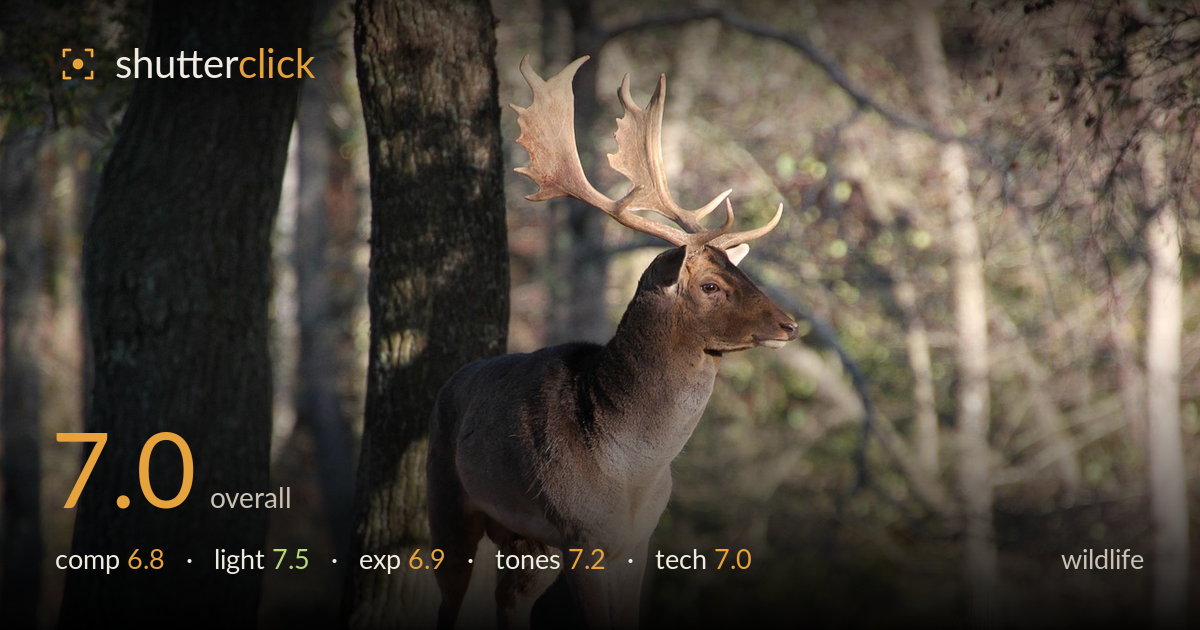 wildlife photo critique card