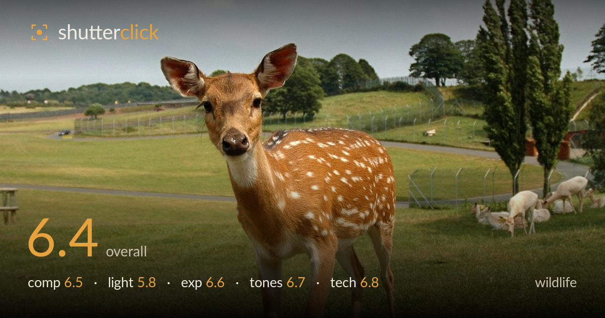wildlife photo critique card