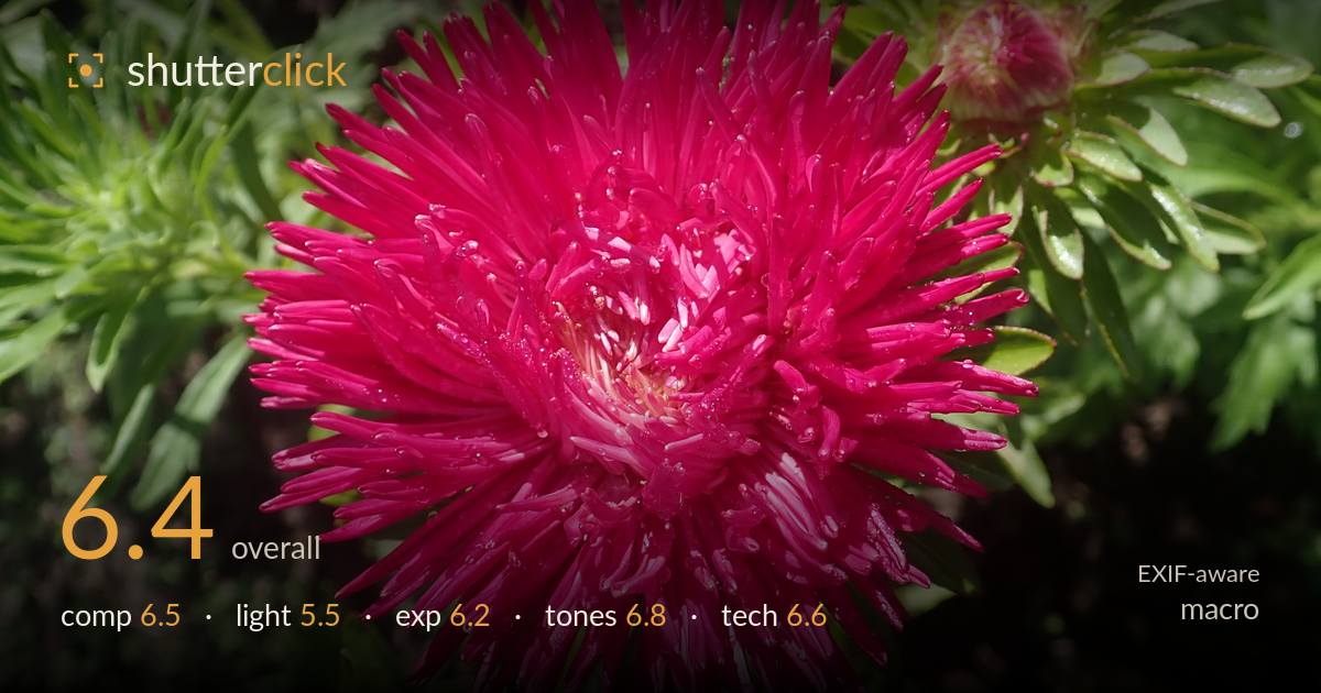 macro photo critique card