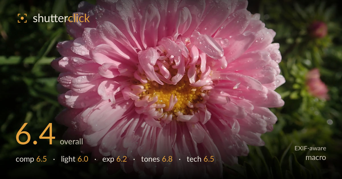 macro photo critique card