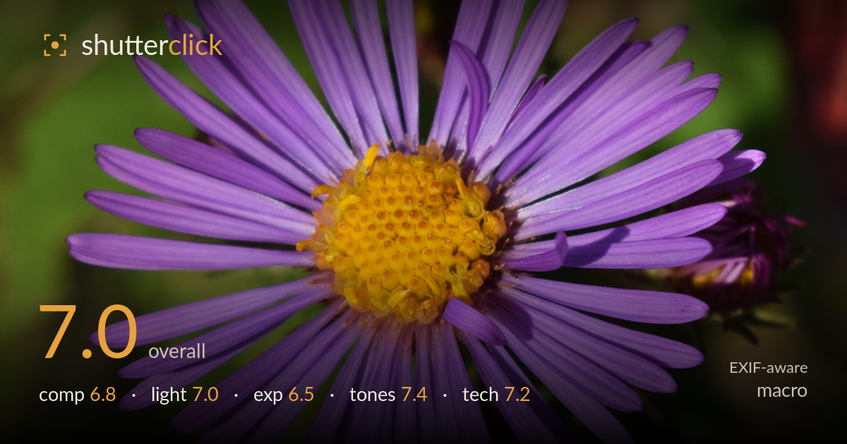 macro photo critique card