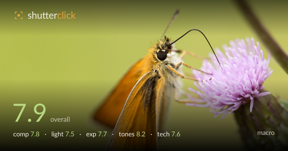 macro photo critique card