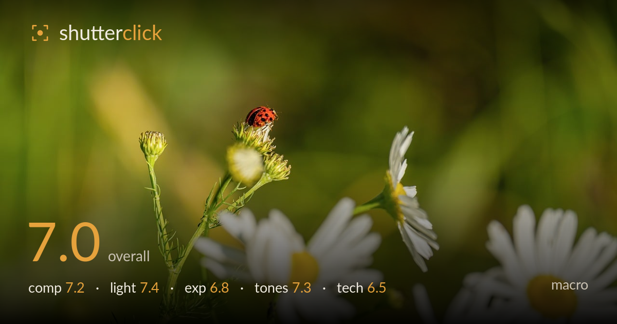 macro photo critique card