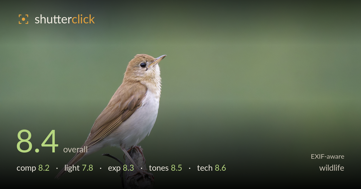 wildlife photo critique card