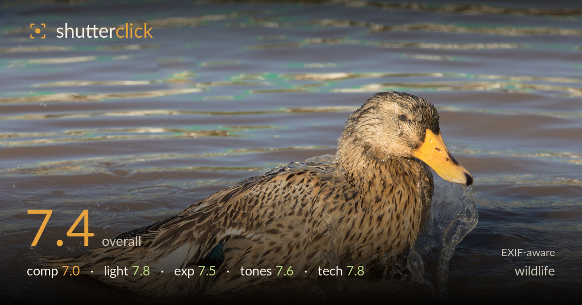 wildlife photo critique card