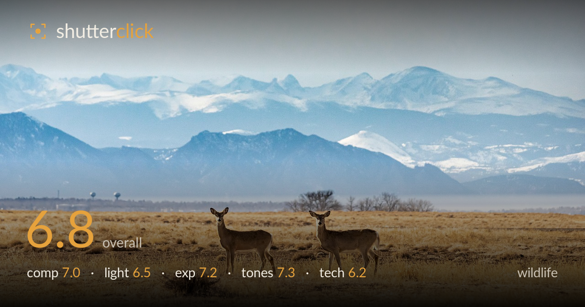 wildlife photo critique card