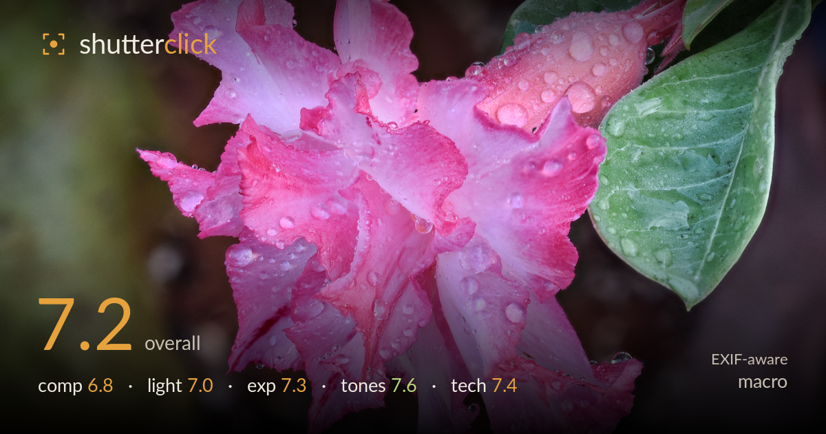 macro photo critique card