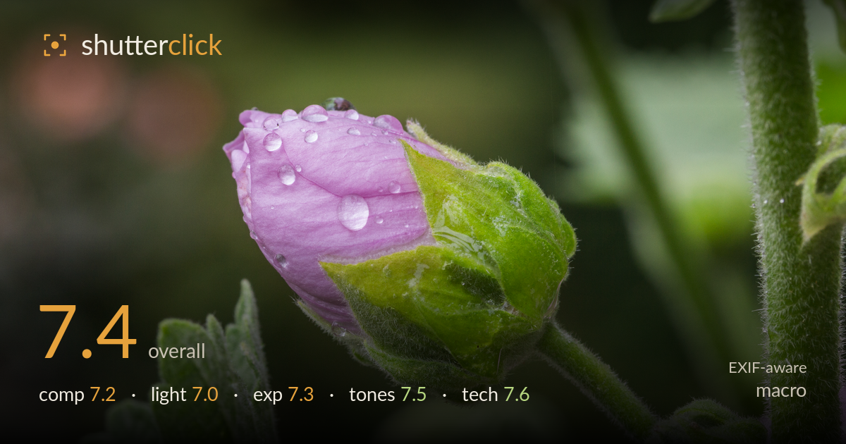 macro photo critique card