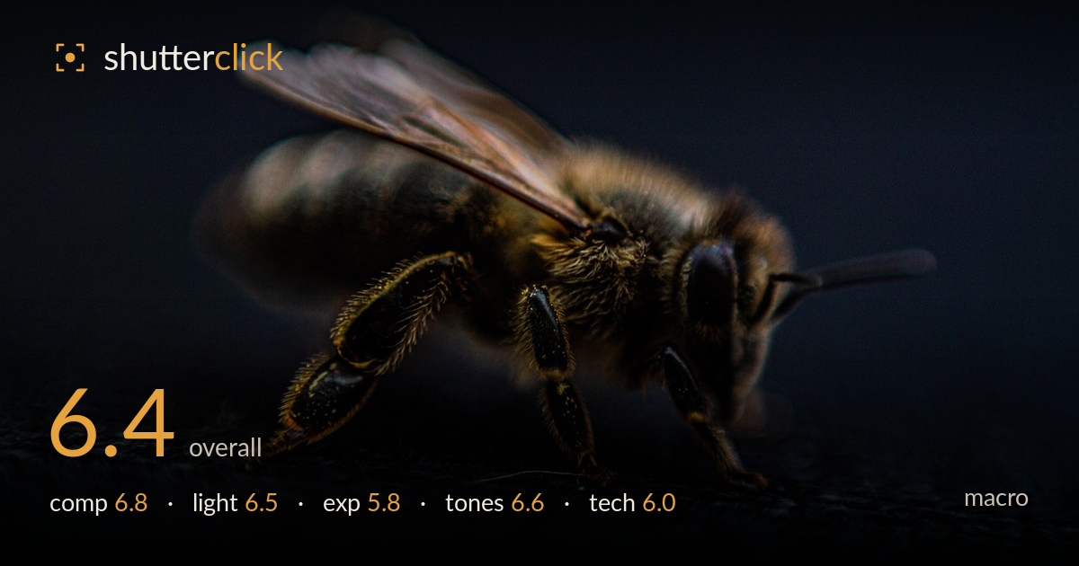 macro photo critique card