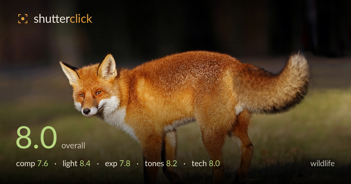 wildlife photo critique card