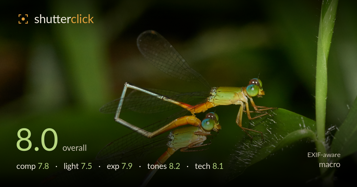 macro photo critique card