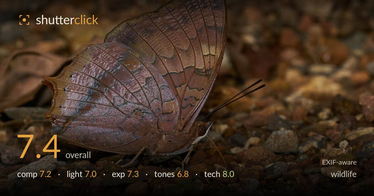 wildlife photo critique card