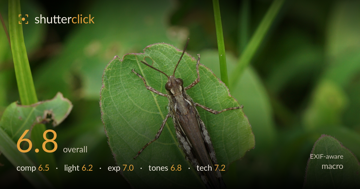 macro photo critique card