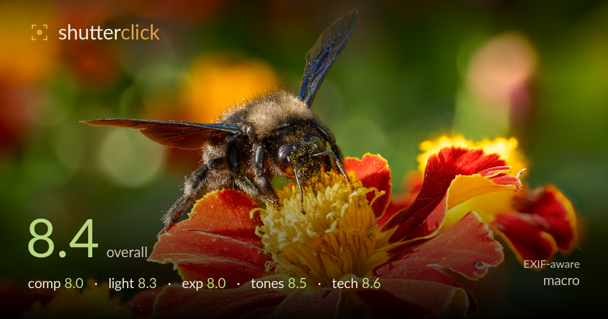 macro photo critique card