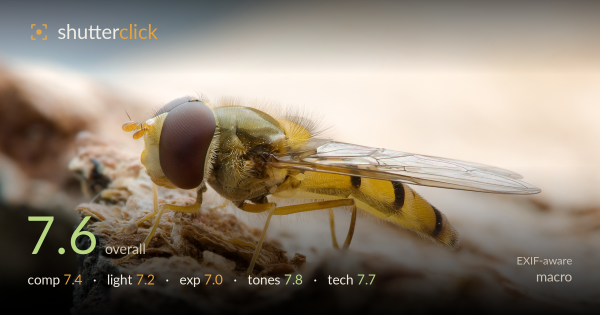 macro photo critique card