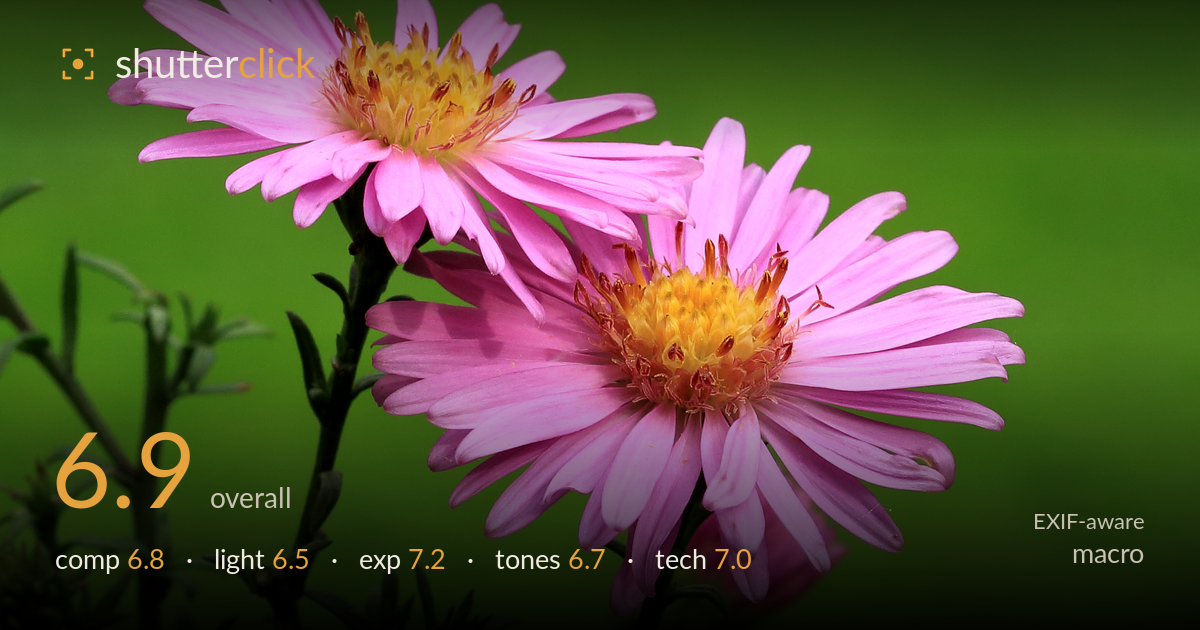 macro photo critique card