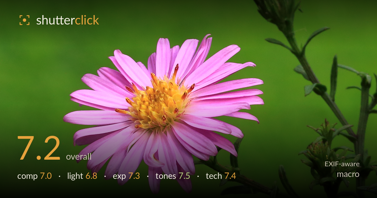 macro photo critique card