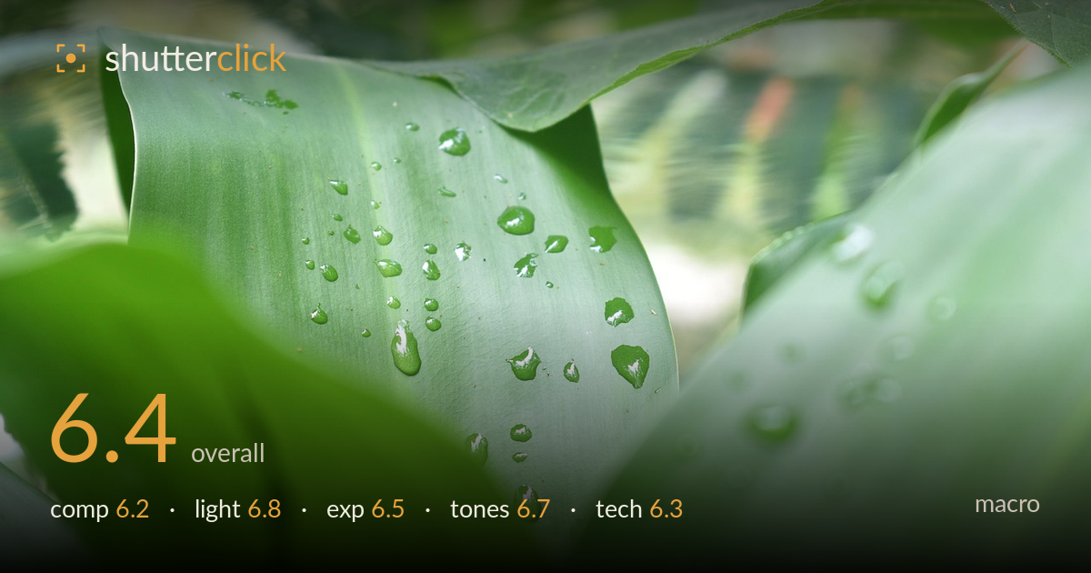 macro photo critique card