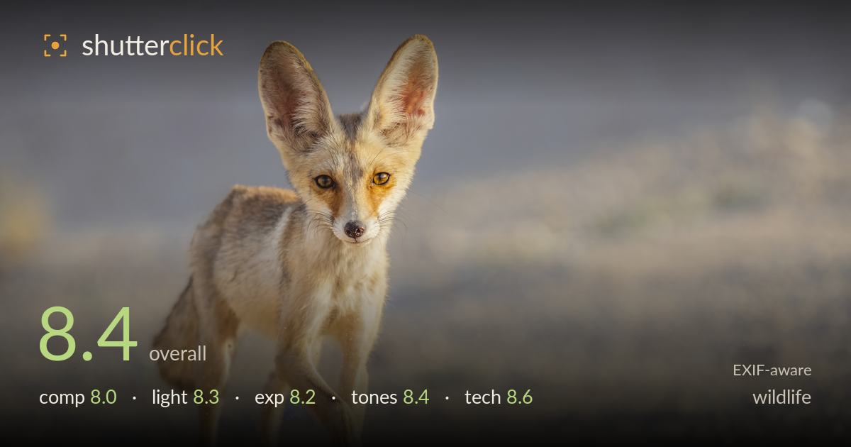 wildlife photo critique card
