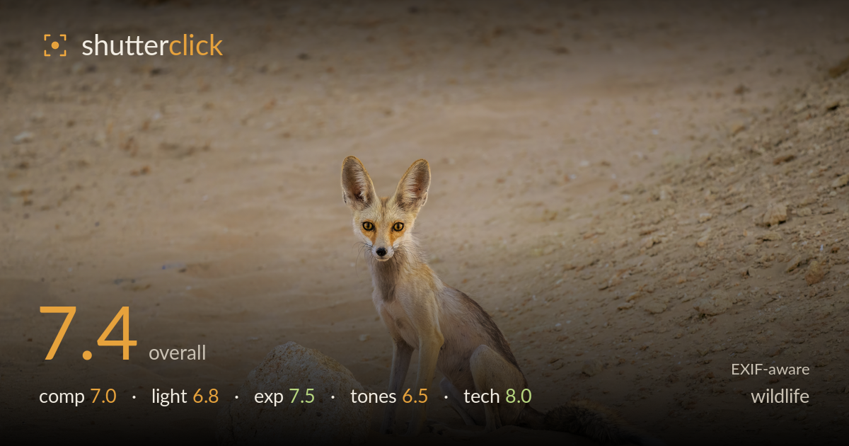 wildlife photo critique card