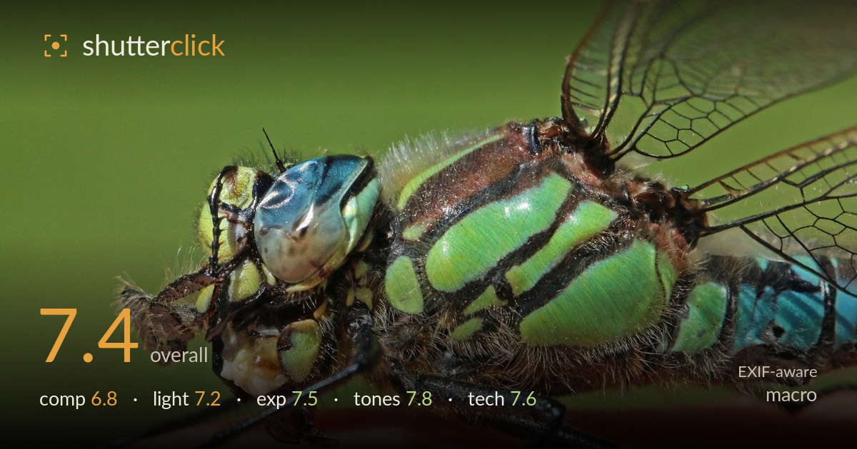 macro photo critique card