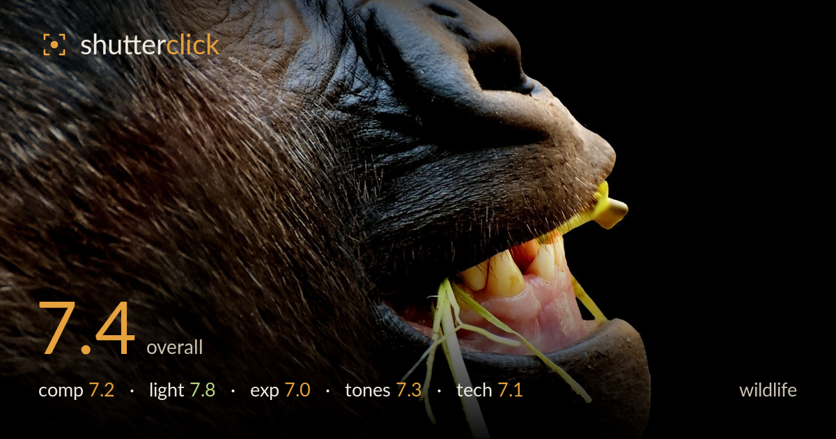 wildlife photo critique card