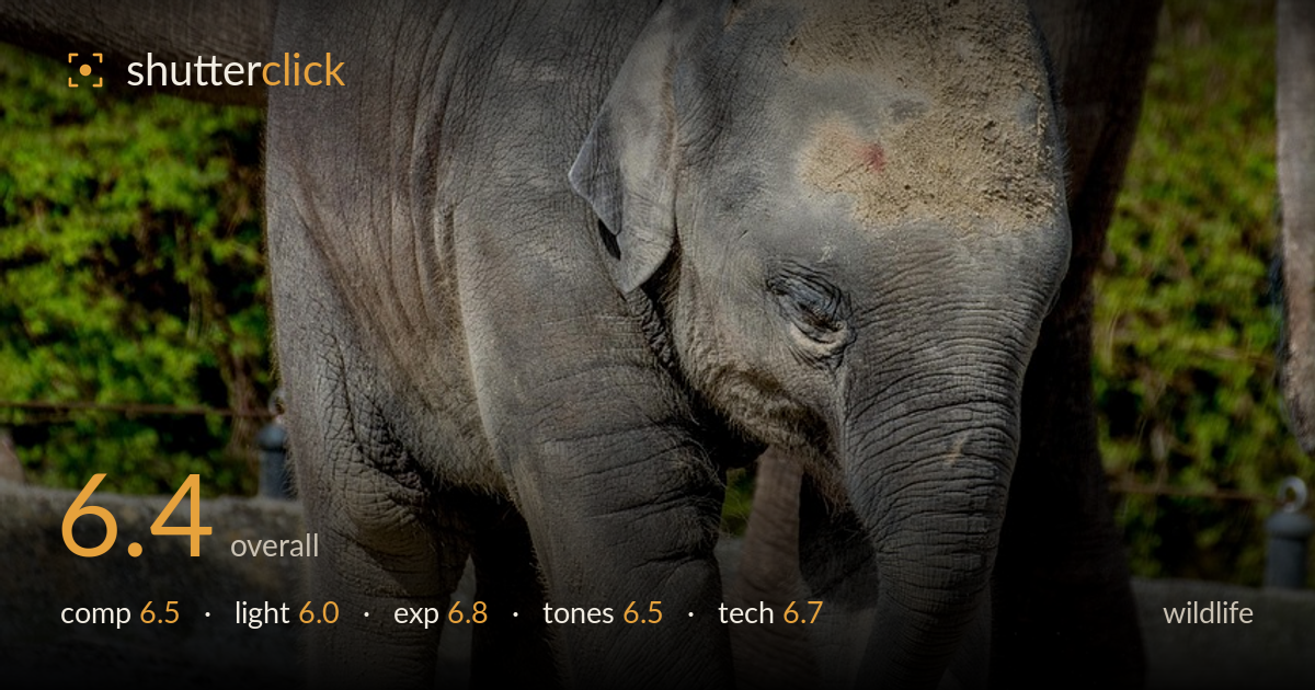 wildlife photo critique card