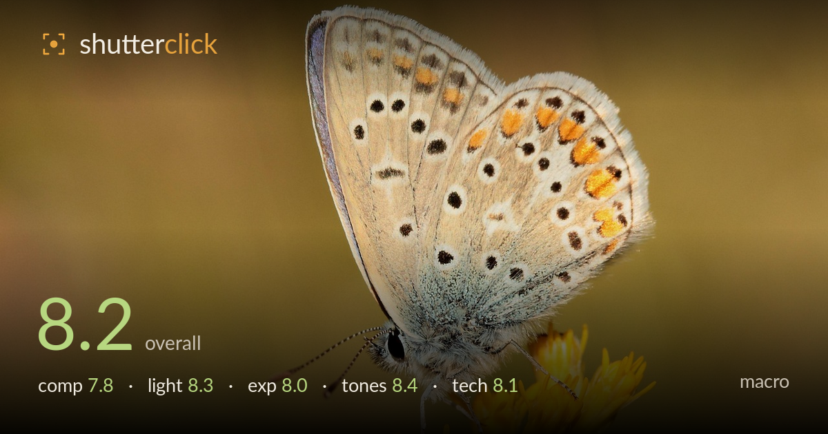 macro photo critique card