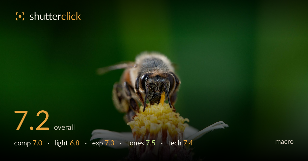 macro photo critique card