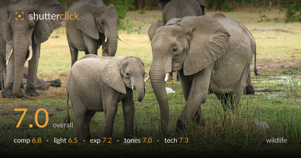 wildlife photo critique card